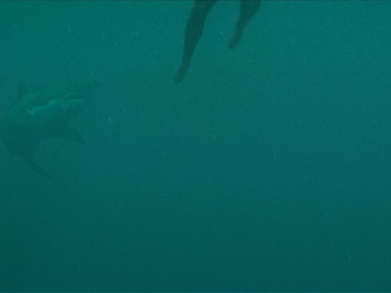 Forum Cinemas Open Water 3 Cage Dive